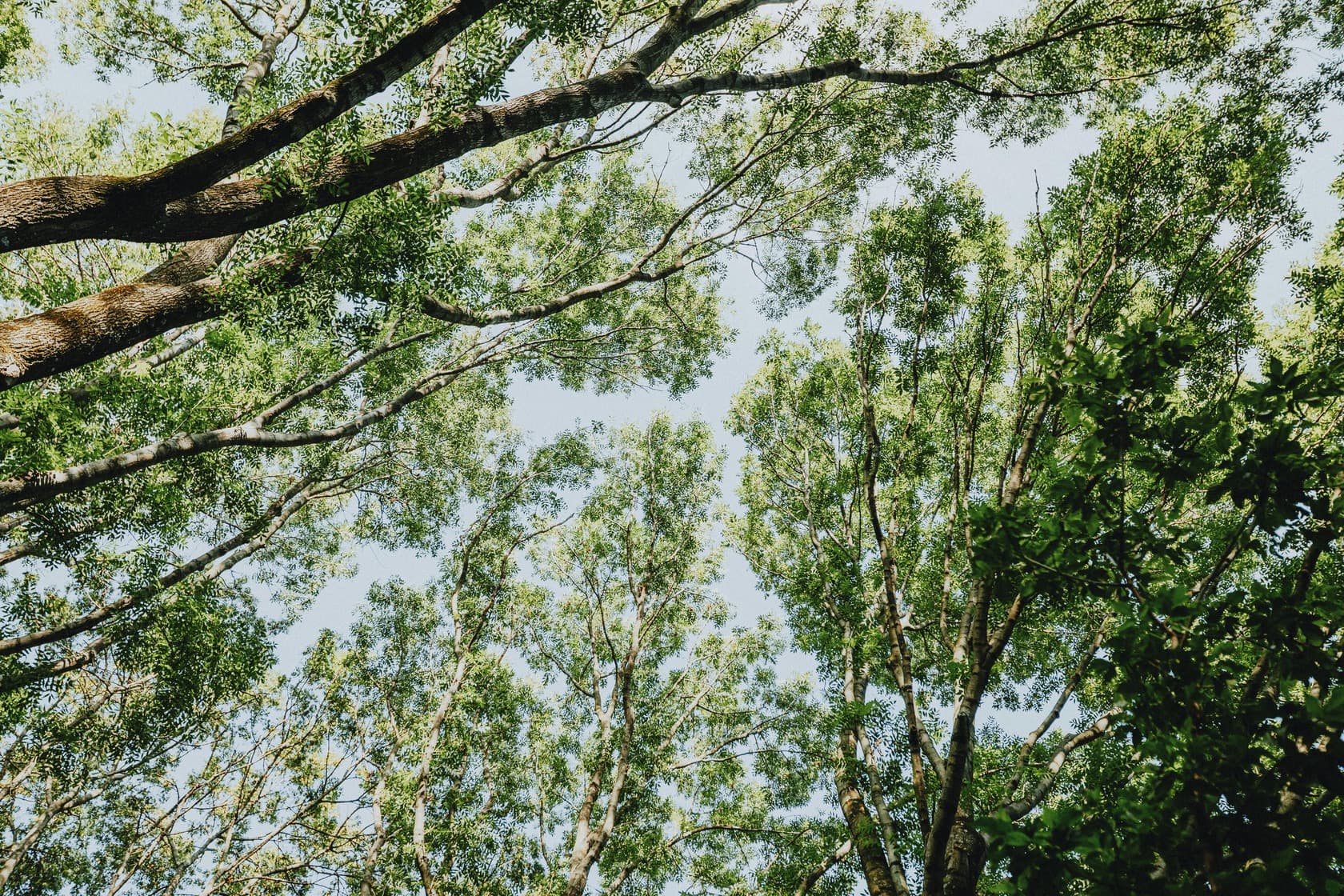 Canopy